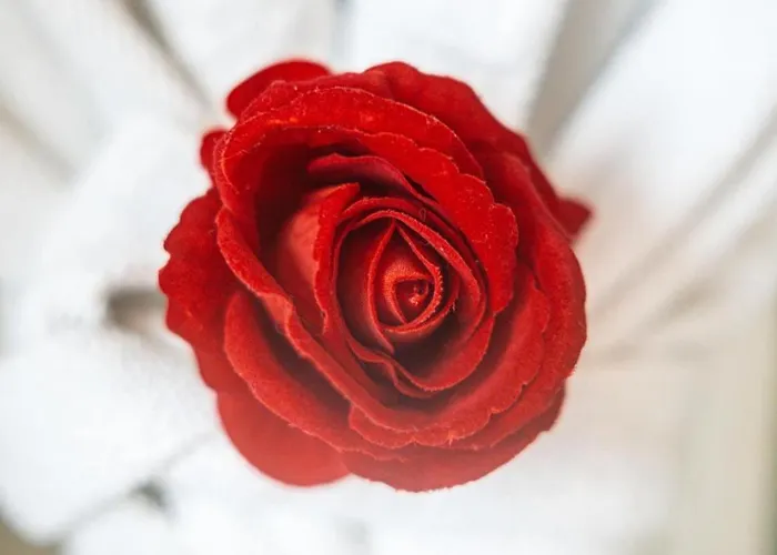 De L'as De Trefle Holiday home *